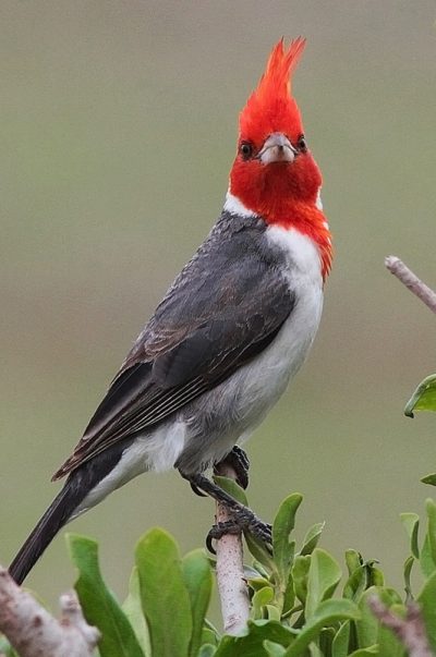El cardinal copete rojo